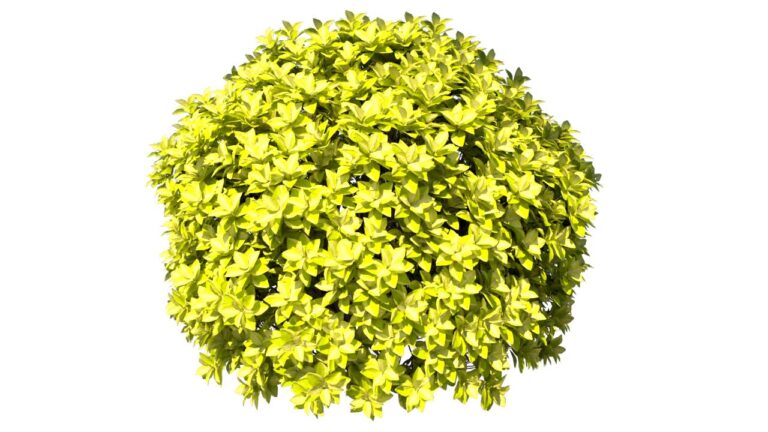 BuiB1