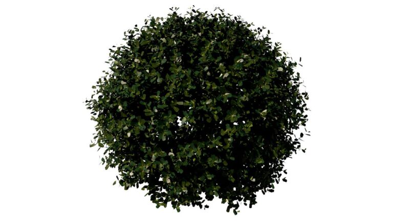 BuiB17