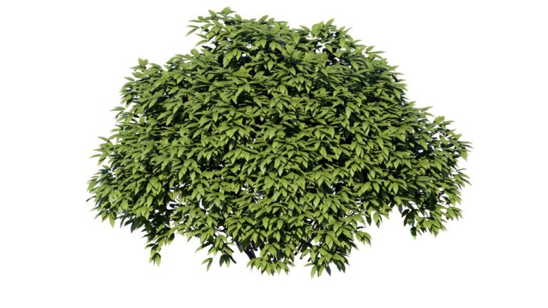 BuiB2