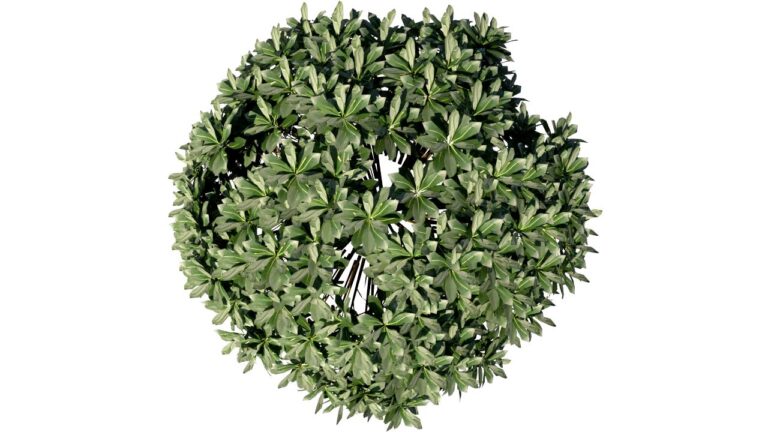 BuiB6