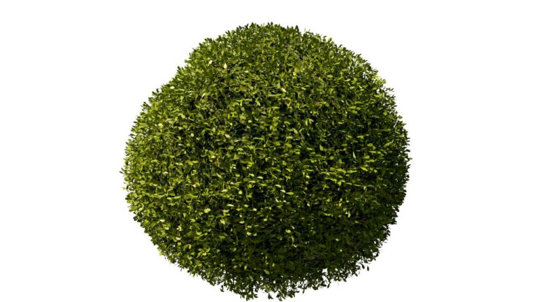 BuiB9