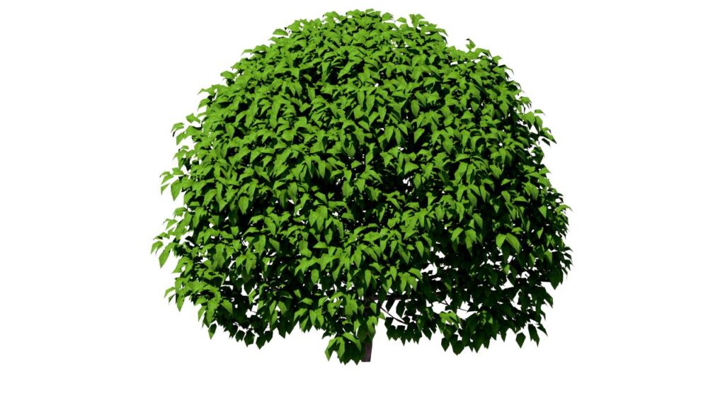 BuiD6