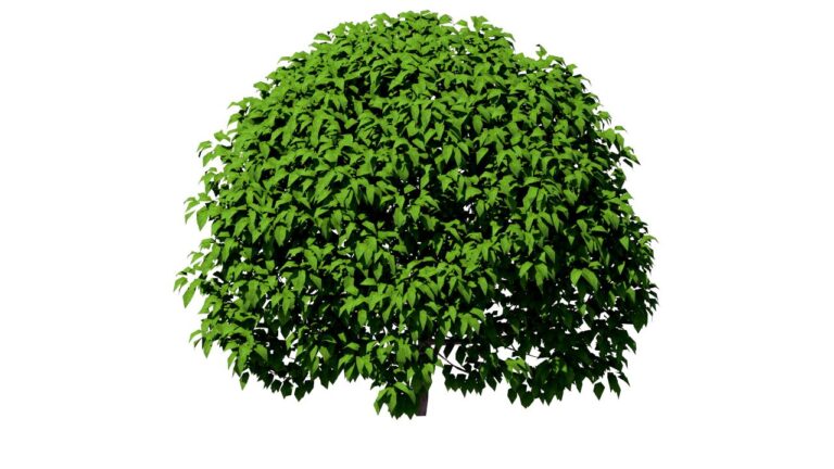 BuiD6