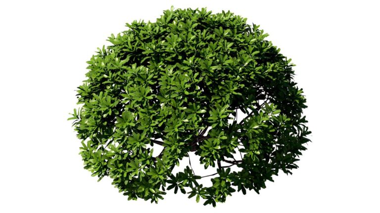 BuiD8