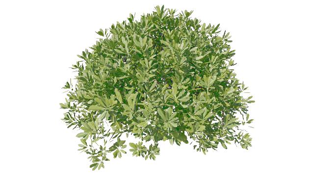 CBuiA5