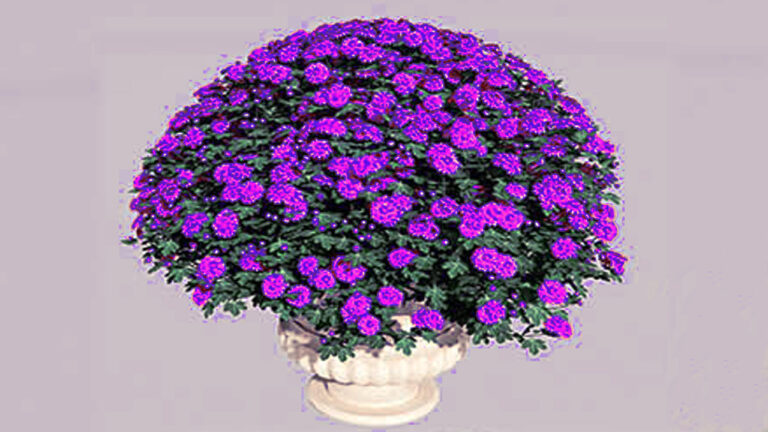 cuc mam xoi2